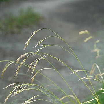 Festuca parvigluma unspecified picture