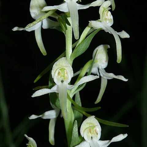 Platanthera x hybrida unspecified picture