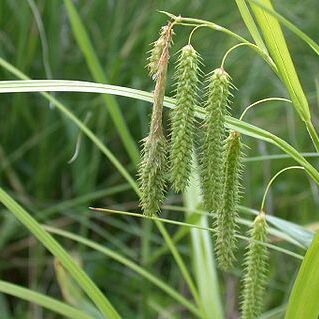 Carex dimorpholepis unspecified picture