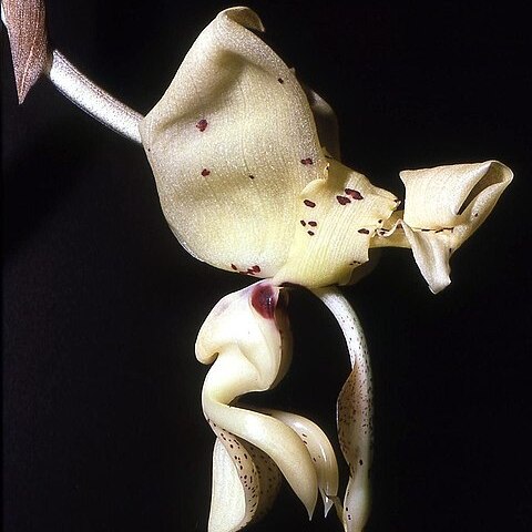 Stanhopea xytriophora unspecified picture