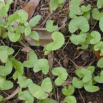 Centella unspecified picture