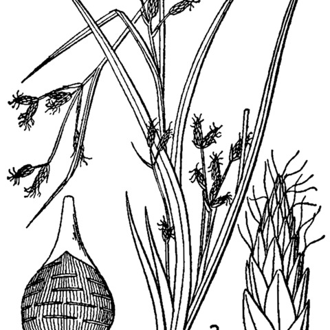 Rhynchospora scirpoides unspecified picture