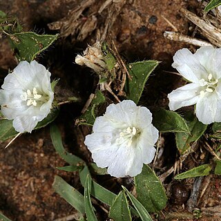 Seddera capensis unspecified picture