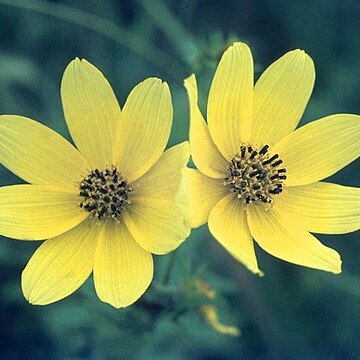 Bidens trichosperma unspecified picture