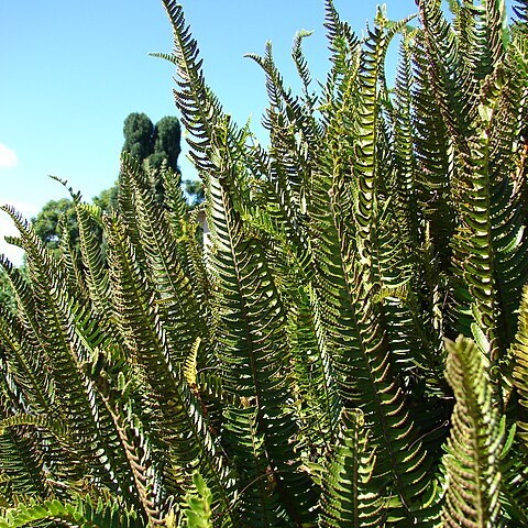 Nephrolepidaceae unspecified picture