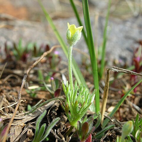 Ranunculus testiculatus unspecified picture