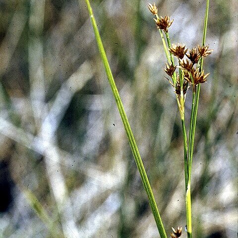 Rhynchospora capitellata unspecified picture