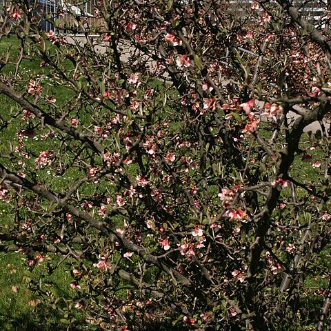 Chaenomeles thibetica unspecified picture