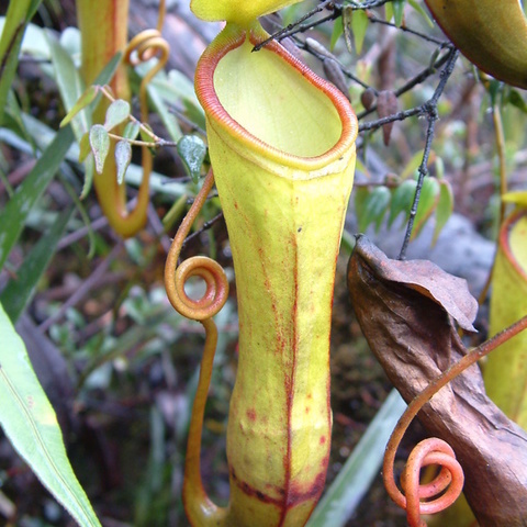 Nepenthes monticola unspecified picture