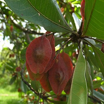 Terminalia trichopoda unspecified picture