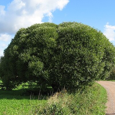 Salix euxina unspecified picture