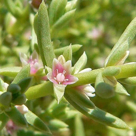 Nitrophila occidentalis unspecified picture