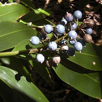 Alpinia caerulea unspecified picture