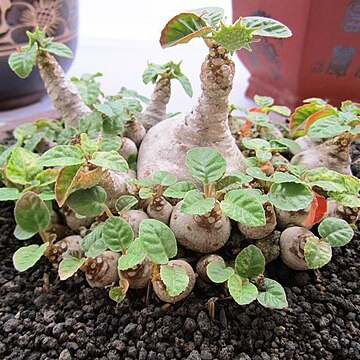 Dorstenia foetida unspecified picture