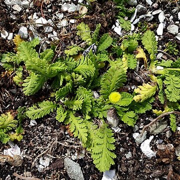 Leptinella potentillina unspecified picture