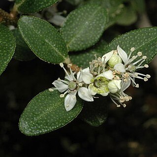 Nematolepis elliptica unspecified picture