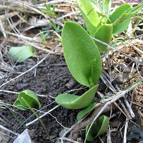 Ophioglossum engelmannii unspecified picture