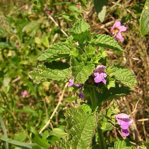 Ballota nigra subsp. foetida unspecified picture