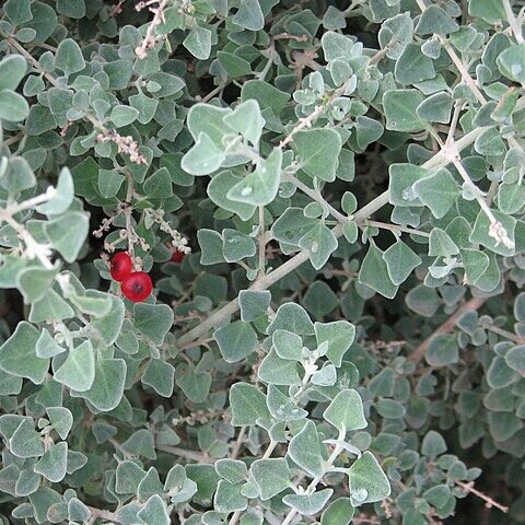 Chenopodium curvispicatum unspecified picture