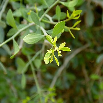 Schoepfia californica unspecified picture