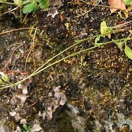 Saxifraga carpetana subsp. graeca unspecified picture