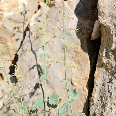 Scrophularia libanotica unspecified picture