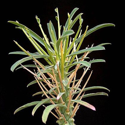 Euphorbia loricata unspecified picture