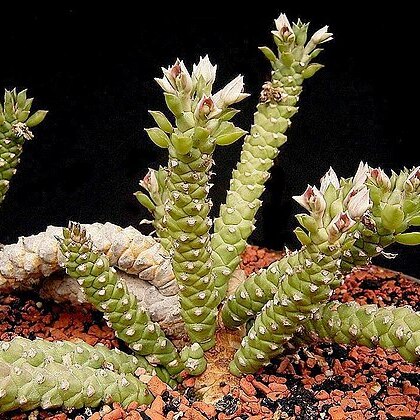 Euphorbia guentheri unspecified picture