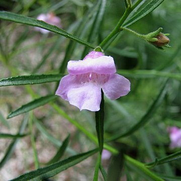 Eremophila hughesii unspecified picture