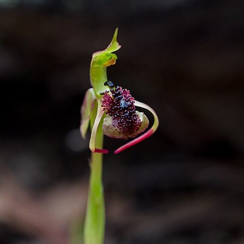 Chiloglottis trilabra unspecified picture