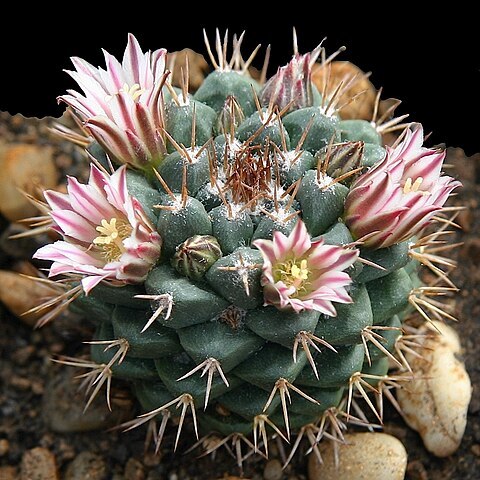 Mammillaria boelderliana unspecified picture