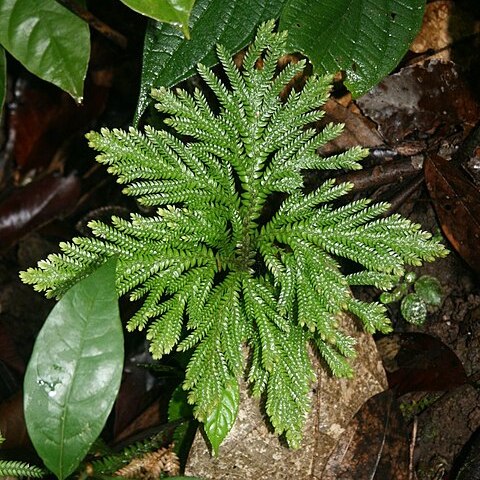 Selaginella arthritica unspecified picture