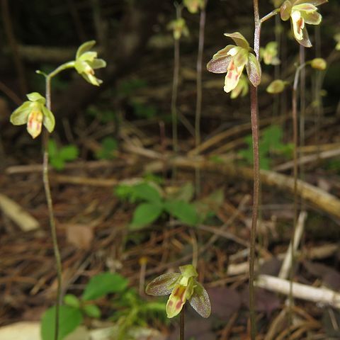 Ephippianthus unspecified picture