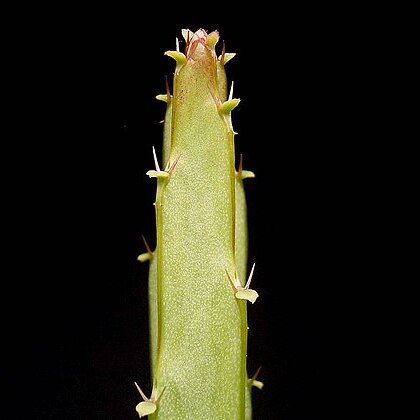 Euphorbia taruensis unspecified picture