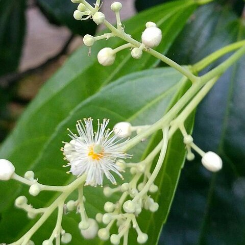 Pleuranthodendron unspecified picture