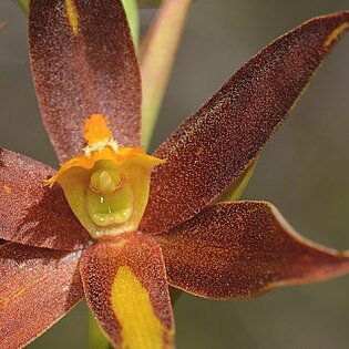 Thelymitra magnifica unspecified picture