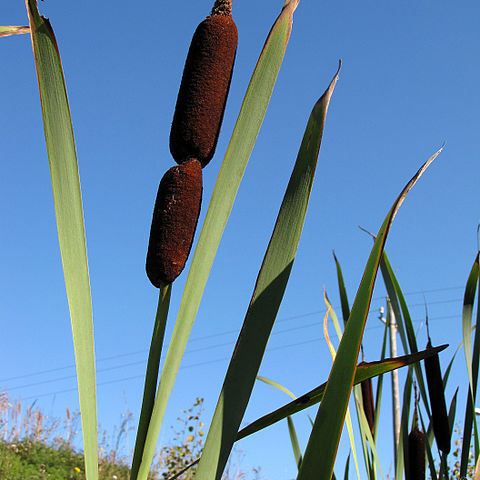 Typhaceae unspecified picture