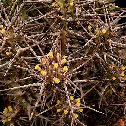 Euphorbia phillipsiae unspecified picture