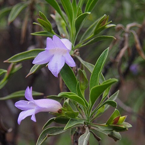 Eremophila freelingii unspecified picture