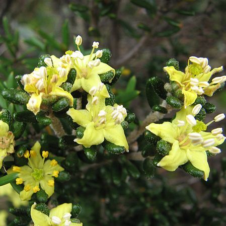 Asterolasia trymalioides unspecified picture