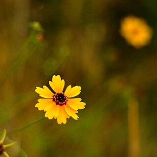 Thelesperma filifolium unspecified picture