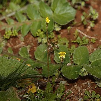 Goodenia pusilliflora unspecified picture