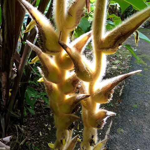 Heliconia xanthovillosa unspecified picture