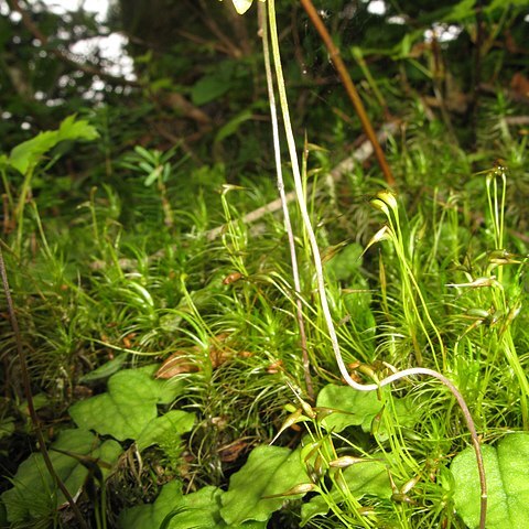 Ephippianthus sachalinensis unspecified picture