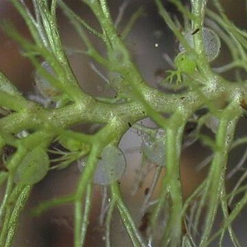 Utricularia dimorphantha unspecified picture