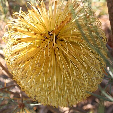 Banksia dolichostyla unspecified picture