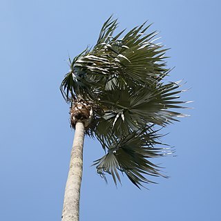 Coccothrinax proctorii unspecified picture