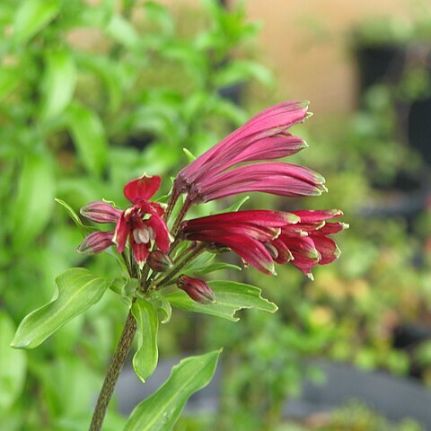 Alstroemeria brasiliensis unspecified picture