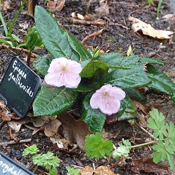 Epigaea gaultherioides unspecified picture