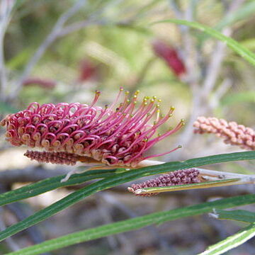 Grevillea aspleniifolia unspecified picture